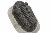 Large Phacopid (Drotops) Trilobite - Mrakib, Morocco #235795-5